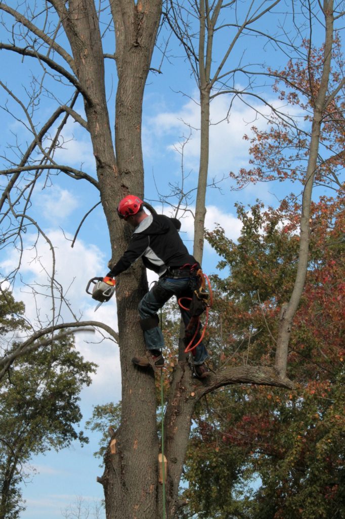 Orchard Park Certified Arborists