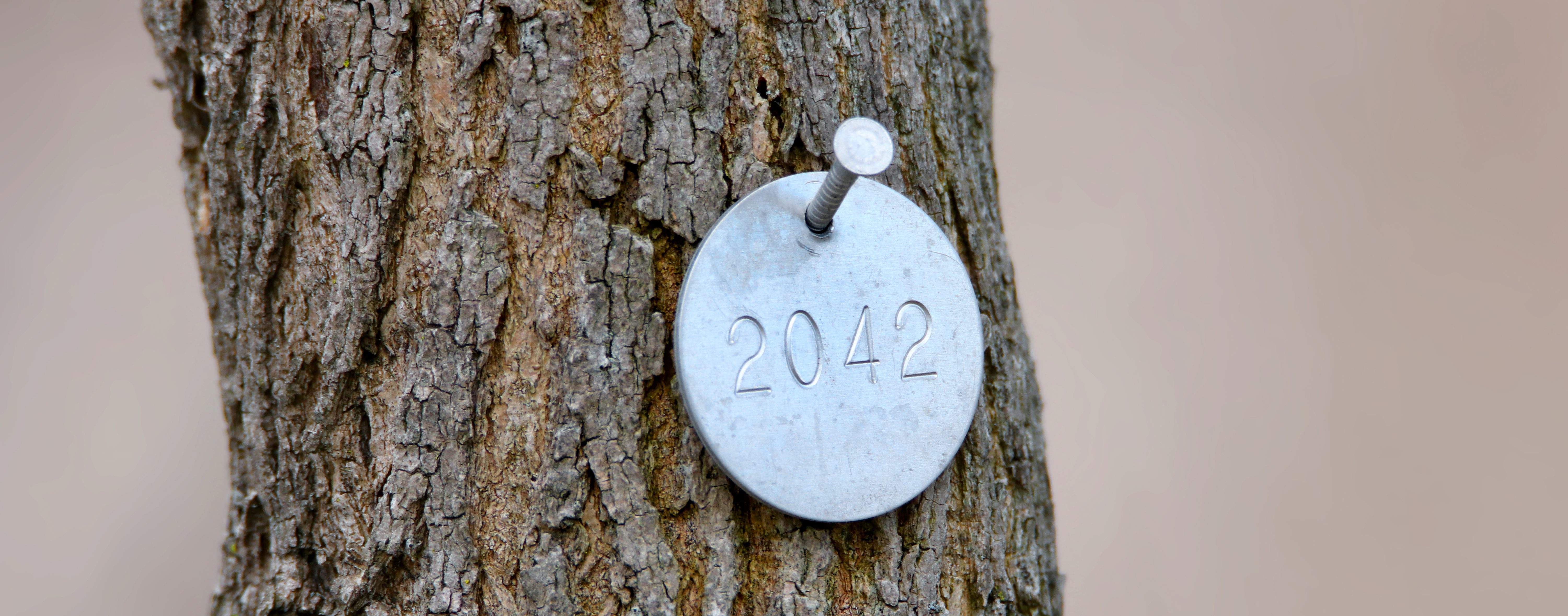 Will Nails Damage My Tree? Orchard Park Tree Service