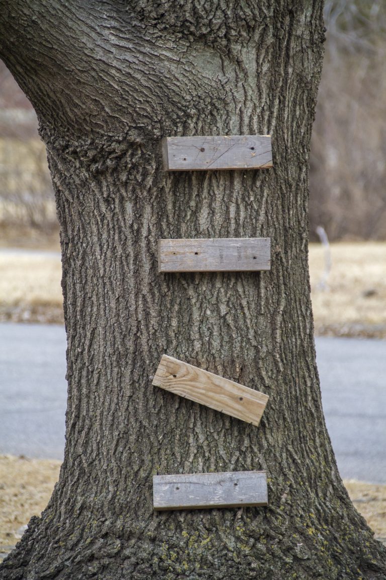 Will Nails Damage My Tree? Orchard Park Tree Service