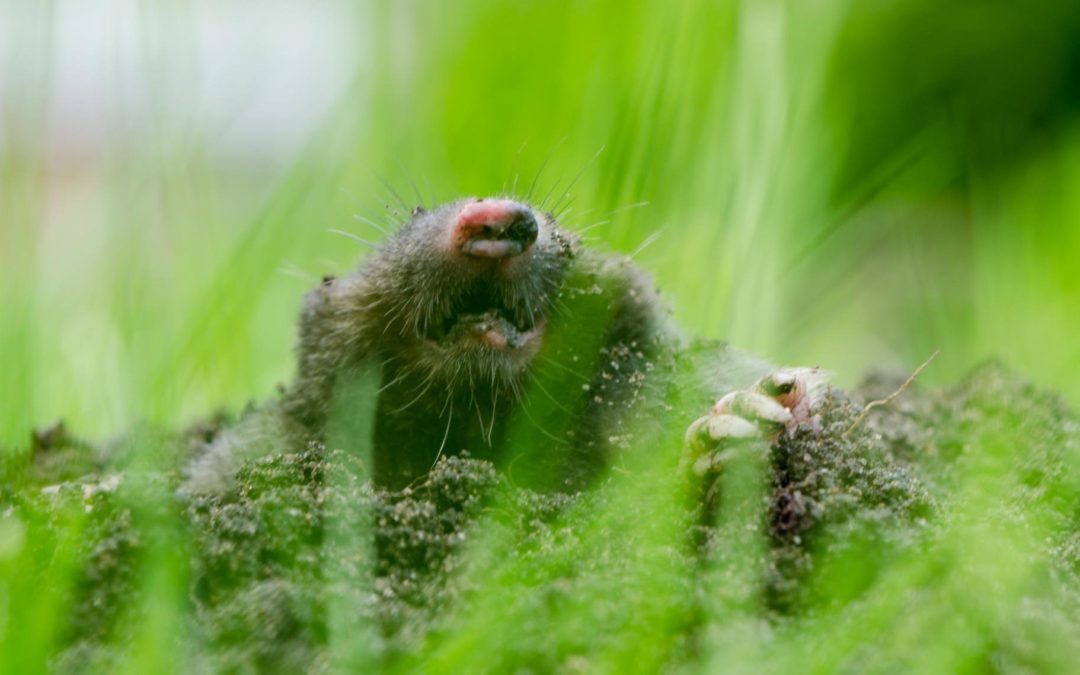 How to Deal with Moles in Your Lawn