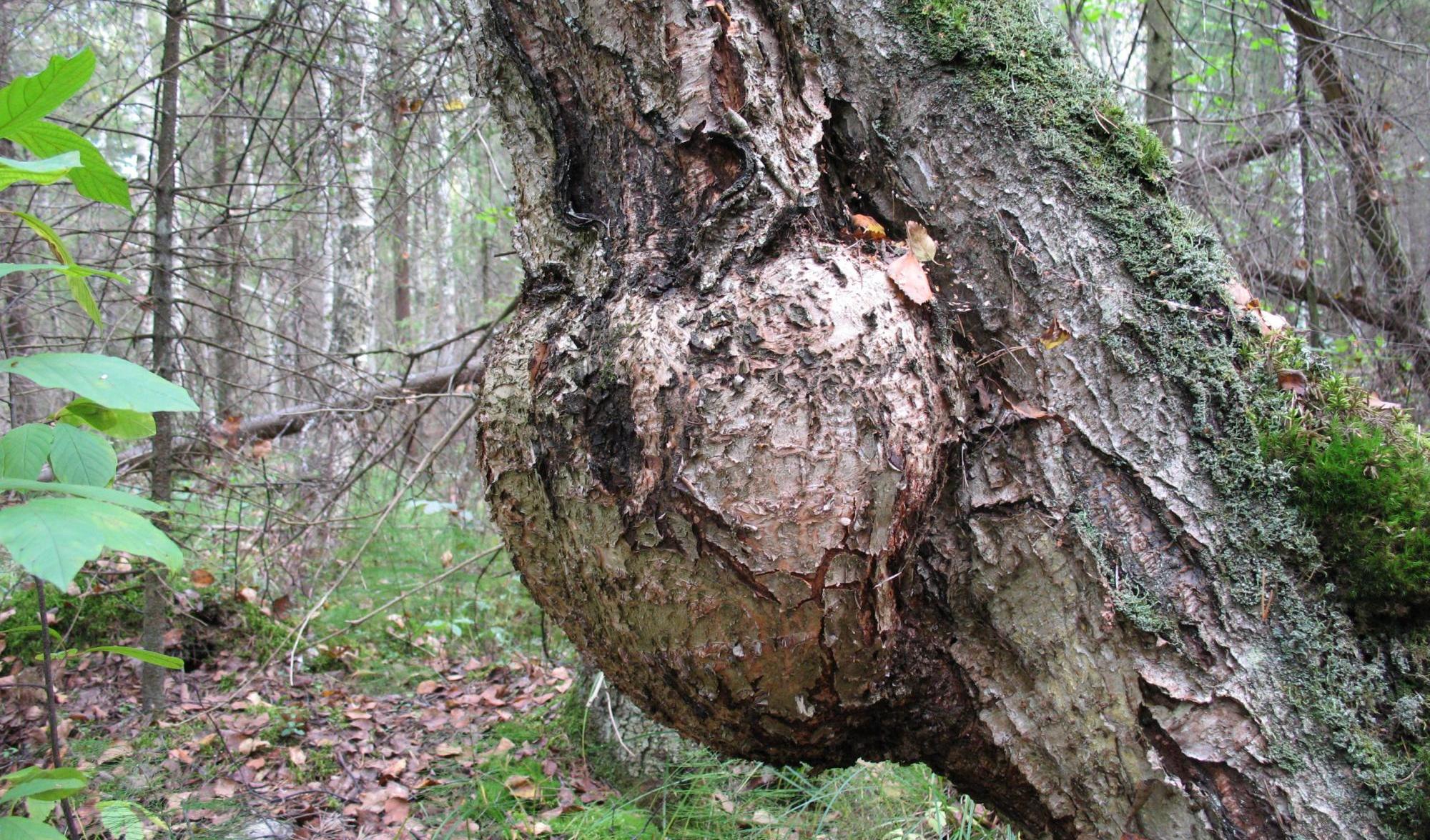 What Are Tree Cankers? Orchard Park Tree Service