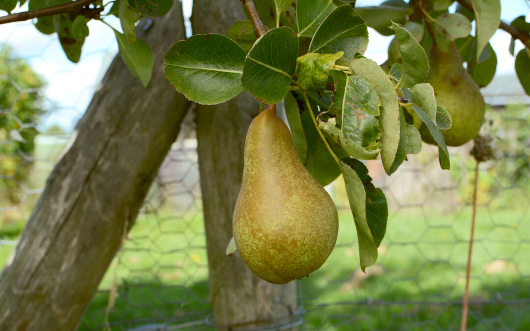 How To Care For A Bartlett Pear Tree